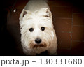 West Highland White Terrier dog portrait 130331680