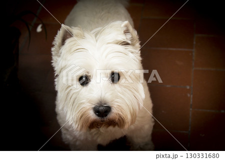 West Highland White Terrier dog portrait West Highland White Terrier dog portrait 130331680