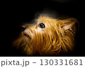 Portrait of a small brown dog 130331681