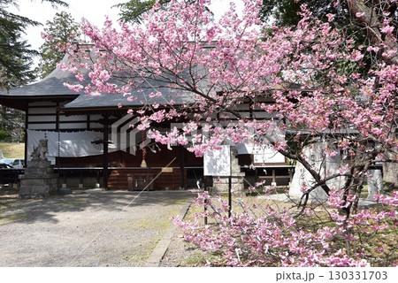 長野県上田市　上田城跡公園の真田神社社殿と陽光桜 130331703