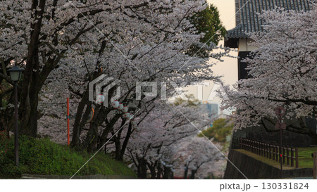 桜満開の坂道 130331824