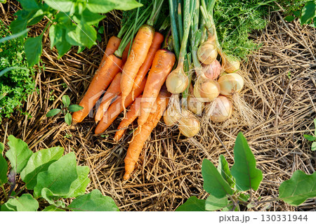 Harvest of organic bio natural carrots and onions on straw mulched bed, top view 130331944