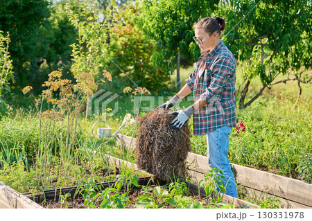Female gardener with a bundle of hay for mulching raised wooden beds Female gardener with a bundle of hay for mulching raised wooden beds 130331978