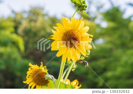 緑の背景に咲く夏のひまわりと蜜蜂 緑の背景に咲く夏のひまわりと蜜蜂 130332032