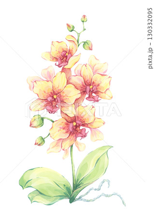 Yellow orchid watercolor illustration. Hand-painted exotic flower with buds and green leaves. Tropical floral artwork. Elegant decorative nature design. Botanical art print 130332095
