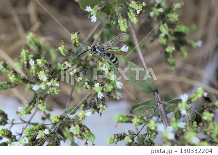 オレガノの白い小さな花の蜜を吸うヒメハラナガツチバチ 130332204
