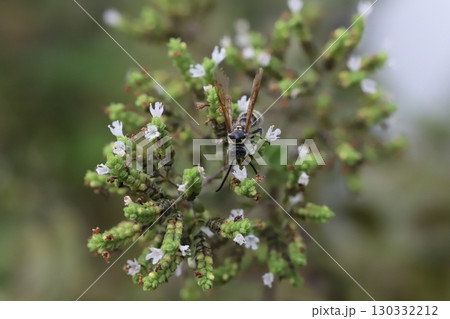 オレガノの白い小さな花の蜜を吸うヒメハラナガツチバチ オレガノの白い小さな花の蜜を吸うヒメハラナガツチバチ 130332212