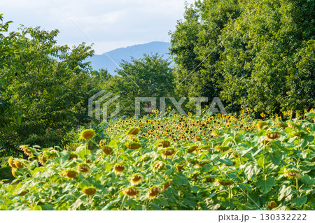曇り空の下で咲く夏のひまわり畑 曇り空の下で咲く夏のひまわり畑 130332222
