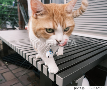 癒やしのマンチカン | キュートな表情と短い足 130332456