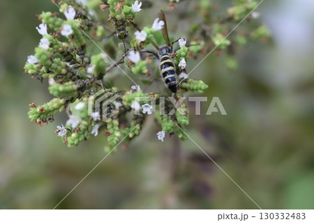 夏の庭に咲くオレガノの白い小さな花の蜜を吸うヒメハラナガツチバチ 夏の庭に咲くオレガノの白い小さな花の蜜を吸うヒメハラナガツチバチ 130332483