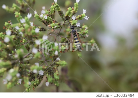 夏の庭に咲くオレガノの白い小さな花の蜜を吸うヒメハラナガツチバチ 夏の庭に咲くオレガノの白い小さな花の蜜を吸うヒメハラナガツチバチ 130332484