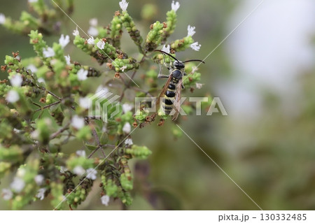 夏の庭に咲くオレガノの白い小さな花の蜜を吸うヒメハラナガツチバチ 夏の庭に咲くオレガノの白い小さな花の蜜を吸うヒメハラナガツチバチ 130332485