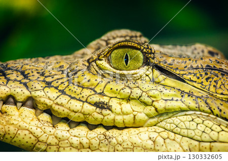 Extreme close-up of a caiman's head showing textured yellow skin, sharp teeth, and a vivid green eye with vertical slit Extreme close-up of a caiman's head showing textured yellow skin, sharp teeth, and a vivid green eye with vertical slit 130332605