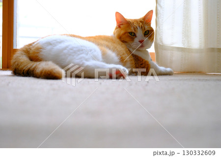 かわいい短足猫 マンチカンのポートレート 130332609