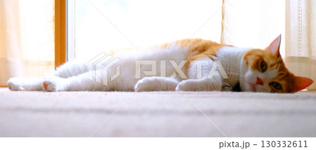 かわいい短足猫 マンチカンのポートレート 130332611