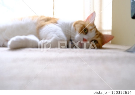 かわいい短足猫 マンチカンのポートレート かわいい短足猫 マンチカンのポートレート 130332614