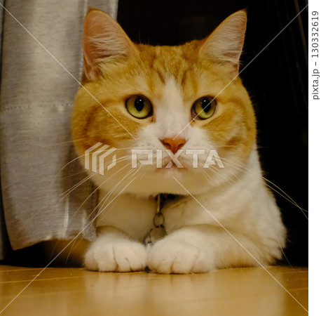 かわいい短足猫 マンチカンのポートレート 130332619