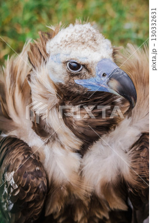 Impressive cinereous vulture with puffed chest feathers and a hooked beak sits calmly on green grass, observing its surroundings 130332631