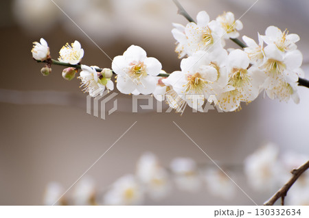 白い梅の花 白い梅の花 130332634