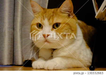 かわいい短足猫 マンチカンのポートレート 130332663