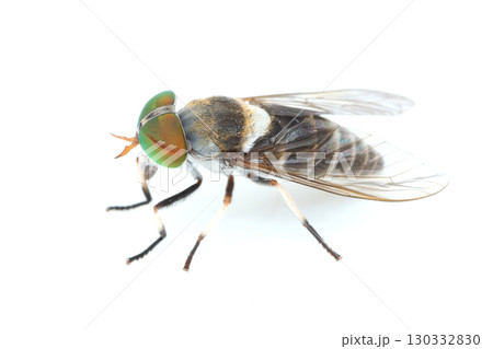 イヨシロオビアブ イヨシロオビアブ 130332830