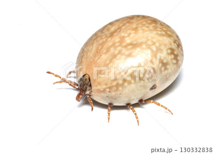 血を吸ってふくらんだタカサゴキララマダニ 130332838