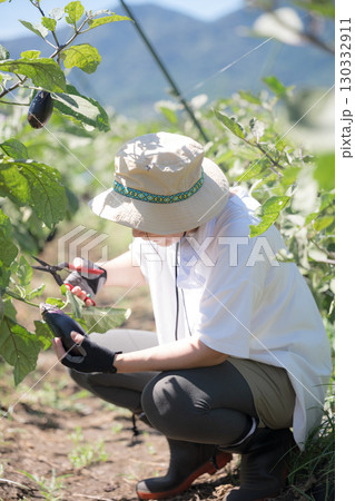 畑で野菜を収穫する女性 農家や農業で働くする人のイメージ顔無しの全身 畑で野菜を収穫する女性 農家や農業で働くする人のイメージ顔無しの全身 130332911