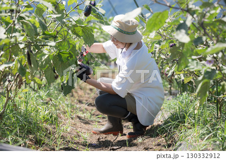 畑で野菜を収穫する女性　農家や農業で働くする人のイメージ顔無しの全身 130332912