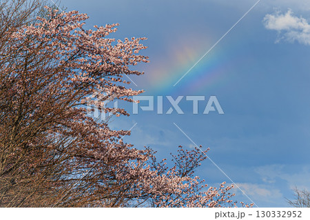 桜咲く季節に現れた虹の贈り物 130332952