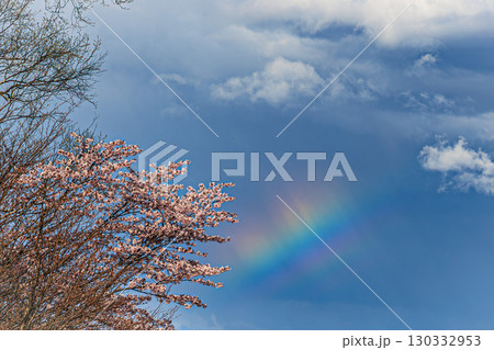 エゾヤマザクラと虹の幻想的な光景 130332953