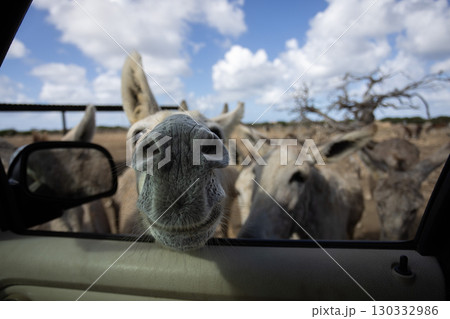 Wild funny donkeys looking into car through opened car window. Curious donkeys. Wild funny donkeys looking into car through opened car window. Curious donkeys. 130332986