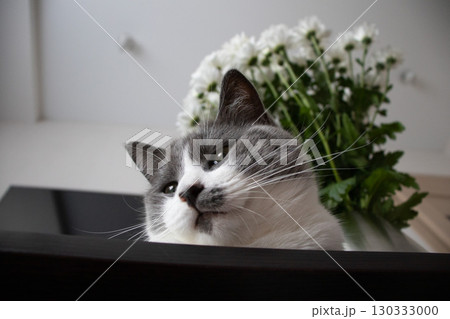 Portrait of the cat with green eyes laying down on the table near vase with flowers. 130333000