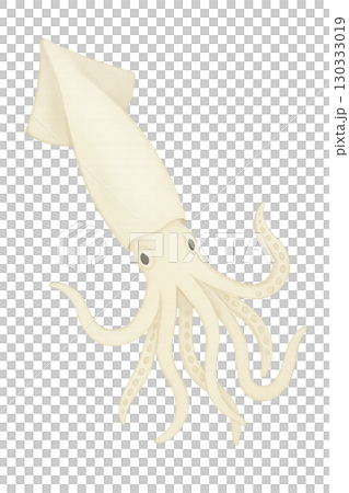 Simple squid illustration material 130333019