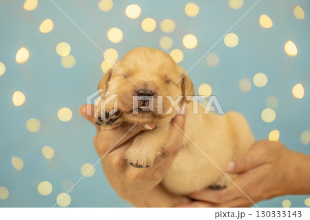 Adorable golden retriever newborn puppy held gently in hands, eyes closed, with paw raised against blue background with glowing bokeh lights. 130333143