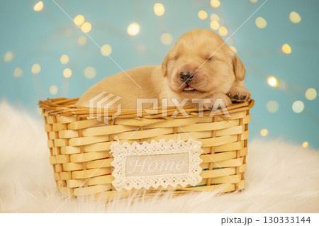 Cute golden retriever newborn puppy peacefully sleeping in wicker basket with lace home sign, against fluffy surface and festive blue bokeh lights. 130333144