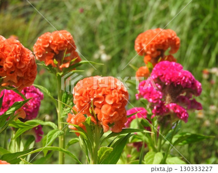 トサカケイトウを品種改良したケイトウ:クルメゲイトウ(久留米鶏頭) トサカケイトウを品種改良したケイトウ:クルメゲイトウ(久留米鶏頭) 130333227