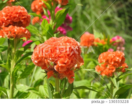 トサカケイトウを品種改良したケイトウ：クルメゲイトウ（久留米鶏頭） 130333228