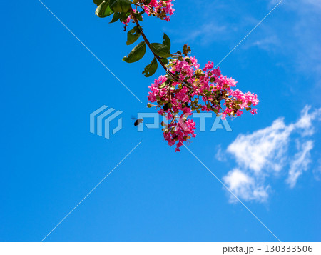 夏の青空と生き生きとした赤い花を咲かせるサルスベリ「百日紅」とアブ 130333506
