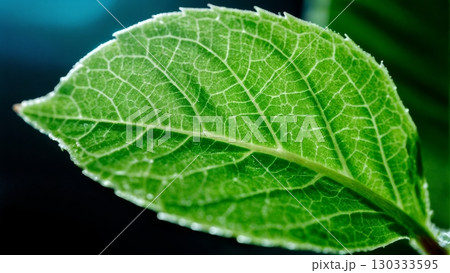 Leaf Vein Structure, Nature's Network, Organic Design, Vitality. Ideal for biology, nature studies, abstract patterns 130333595