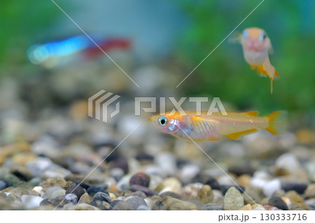 ヒメダカ 130333716