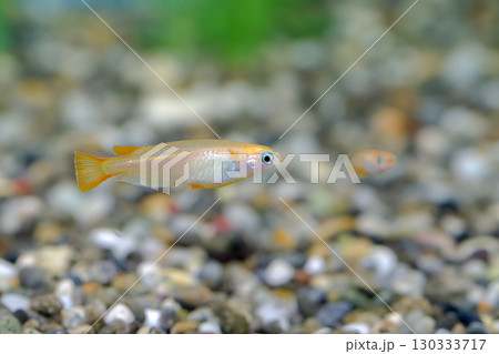 ヒメダカ 130333717