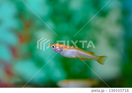 ヒメダカ 130333718