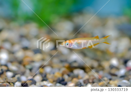 ヒメダカ 130333719