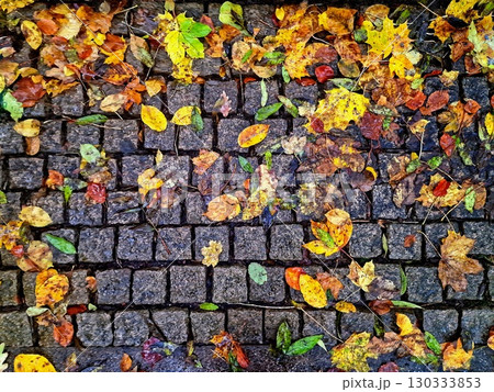 colorful leaves on the ground colorful leaves on the ground 130333853