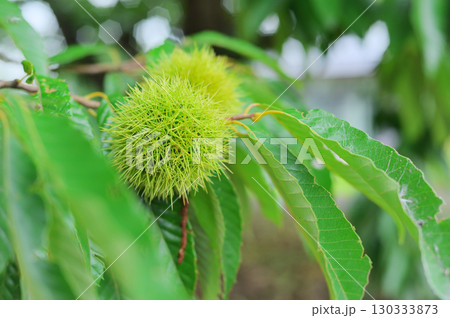 栗の木に実る若い毬栗 130333873