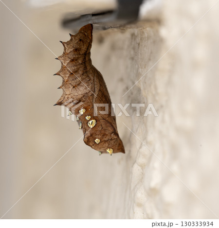 さなぎ-ツマグロヒョウモン 130333934