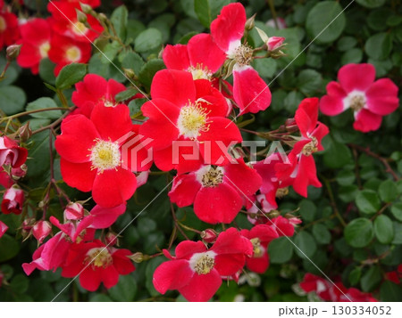 赤いバラ 赤いバラ 130334052