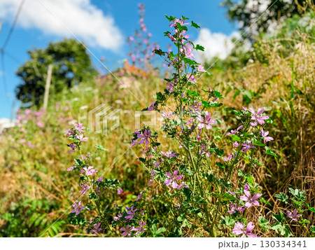 Close up of common mallow malva sylvestris flowers in bloom 130334341