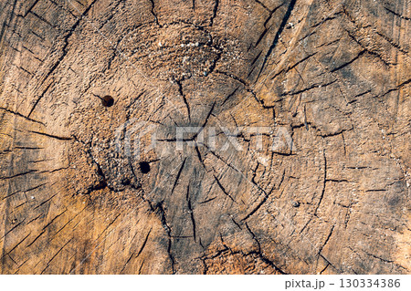 Splitting a tree. texture of the inside of the tree. Yellow brown saw cut texture. inner rings of the tree. Close-up of a tree cut Splitting a tree. texture of the inside of the tree. Yellow brown saw cut texture. inner rings of the tree. Close-up of a tree cut 130334386