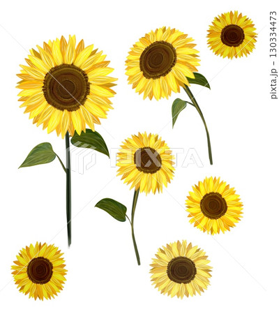 油絵風ひまわりの花 葉っぱ　黄色　花のイラスト 130334473